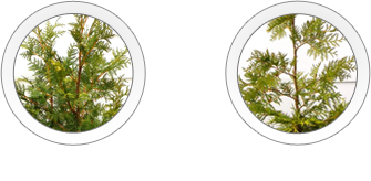 Exemples de densité